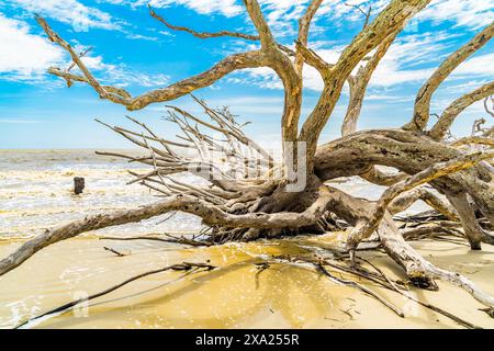 Ein malerischer Blick auf Driftwood Beach auf Jekyll Island, Georgia. Stockfoto