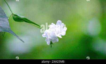 Strobilanthes sp. Trobilanthes ist eine Gattung von etwa 350 blühenden Pflanzenarten aus der Familie der Acanthaceae Stockfoto