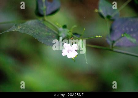 Strobilanthes sp. Trobilanthes ist eine Gattung von etwa 350 blühenden Pflanzenarten aus der Familie der Acanthaceae Stockfoto