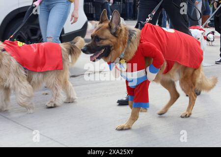 Zwei Hunde in bunten Uniformen schlendern die Straße hinunter Stockfoto