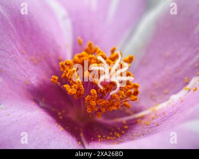 Extreme Nahaufnahme einer violetten Blüte mit orangen Staubblättern Stockfoto