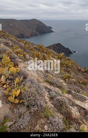 Kakteen auf Hügel am Meer und Klippen in Katalonien Stockfoto