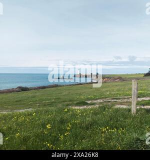 Der Pigeon Point Lighthouse in Pescadero, Kalifornien, USA, hinter dem grünen Feld Stockfoto