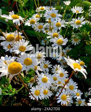 Eine Gruppe von leuchtenden Gänseblümchen unter der Sonne an einem Sommertag Stockfoto