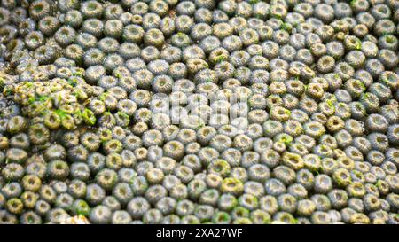 Zoanthus sp. Zoanthus ist eine Gattung der Anthozoen aus der Familie der Zoanthidae Stockfoto