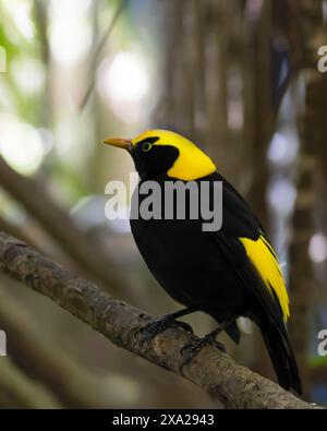 Ein männlicher Regent Bow Vogel, der auf einem Ast in einem üppigen Wald thront Stockfoto