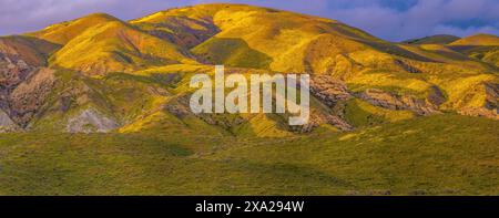 Wildblumen, Sonnenuntergang, Tremblor Range, Carrizo Plain National Monument, San Luis Obispo County, Kalifornien Stockfoto