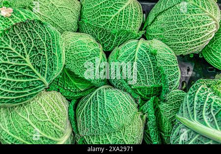 Frischer Grünkohl ordentlich auf einem dunklen Regal in einem Lebensmittelgeschäft angeordnet Stockfoto