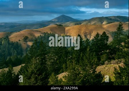 Black Mountain, aus Samuel P. Taylor State Park, Marin County, Kalifornien Stockfoto