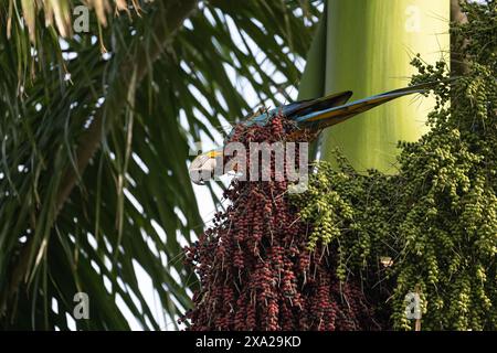 Ein wilder Ara, der an Palmennüssen knabbert Stockfoto