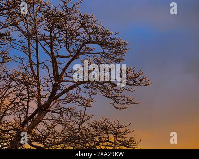 Ein Magnolienbaum mit Blüten, die im goldenen Hintergrund des Sonnenuntergangs leuchten Stockfoto