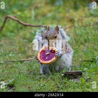 Ein Eichhörnchen genießt ein Stück Kuchen im Freien in einem Park Stockfoto