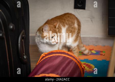 Orange Und White Cat Erkunden Den Spieltunnel Zu Hause Stockfoto