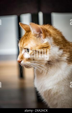 Orangefarbene und weiße Katze, die von der Kamera wegschaut Stockfoto