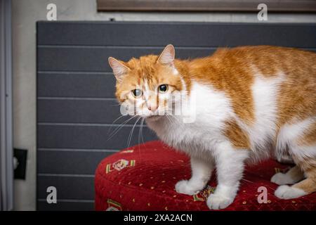 Orange Und Weiße Katze Auf Rotem Ottoman Stockfoto