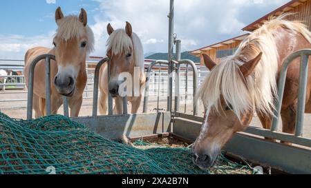 Die Berg Haflinger Pferde auf einer Almweide im Tiroler Tal Stockfoto