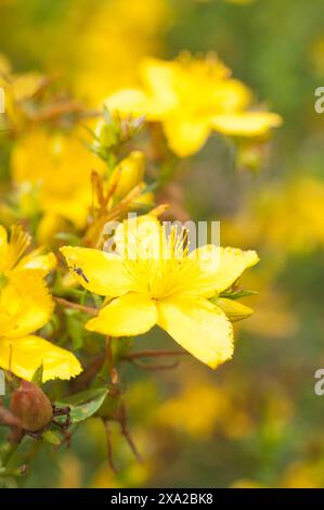 Eine Nahaufnahme der Blüte des Johanniskrauts (Hypericum) in Deutschland Stockfoto