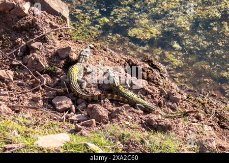 Die Babykrokodile im Ranthambore Nationalpark, Sawai Madhopur, Rajasthan, Indien Stockfoto