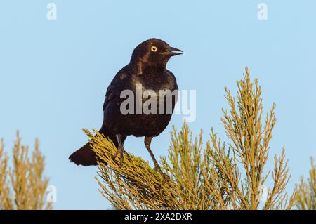 Männlicher Großschwanzgrackle, Quiscalus mexicanus, bei Sonnenuntergang in Tijuana Stockfoto