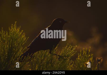 Männlicher Großschwanzgrackle, Quiscalus mexicanus, bei Sonnenuntergang in Tijuana Stockfoto