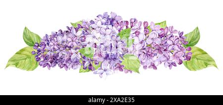 Aquarellabbildung von Flieder. Zusammensetzung der purpurnen syringa mit Blättern, Blüten und Knospen. Duftende Frühlingsblume auf transparentem Hintergrund für Stockfoto