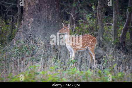 Chital oder Cheetal, auch bekannt als Achsenhirsch, ist eine Hirschart, die auf dem indischen Subkontinent beheimatet ist. Dieses Foto wurde aus Bangladesch aufgenommen. Stockfoto