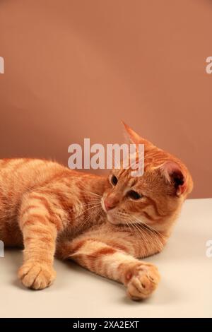 Ingwerkatze entspannt auf einer neutralen Oberfläche mit neugierigem Ausdruck Stockfoto