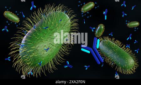 3D-Rendering von Antikörpermolekülen, die von B-Zellen produziert werden, bindet die äußere Membran von Bakterien Stockfoto