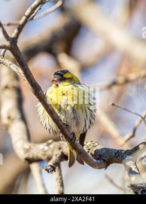 Eurasisches Siskin-Männchen, lateinischer Name spinus spinus, sitzend auf einem Ast eines Baumes. Niedlicher kleiner gelber singbird. Vögel in der Tierwelt. Stockfoto