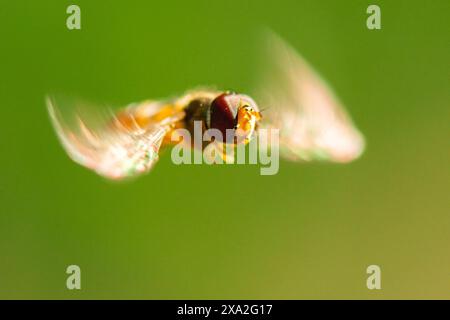 Episyrphus balteatus, auch Marmelade hoverfly genannt, ist eine relativ kleine hoverfly aus der Familie der Syrphidae. Stockfoto