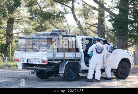 Manuka-Honigbienenstöcke, die auf einen Pickup-Truck in der Region Wariarapa in Neuseeland geladen werden. Stockfoto