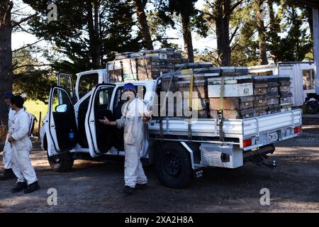 Manuka-Honigbienenstöcke, die auf einen Pickup-Truck in der Region Wariarapa in Neuseeland geladen werden. Stockfoto