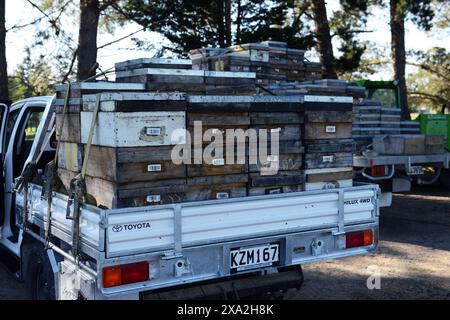 Manuka-Honigbienenstöcke, die auf einen Pickup-Truck in der Region Wariarapa in Neuseeland geladen werden. Stockfoto