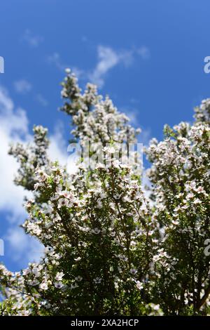 Manuka baum Blüten in Neuseeland. Stockfoto