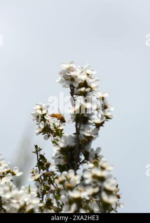 Manuka baum Blüten in Neuseeland. Stockfoto