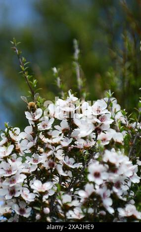 Manuka baum Blüten in Neuseeland. Stockfoto