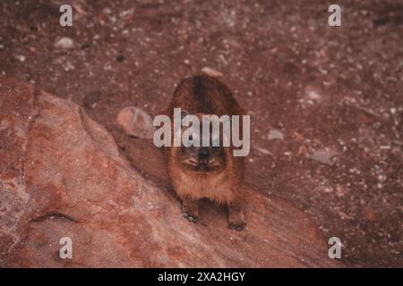 Diese Nahaufnahme fängt den neugierigen Blick eines Hyraxs in Südafrika ein und hebt seine detaillierten Merkmale vor dem felsigen Gelände hervor. Ideal für W Stockfoto