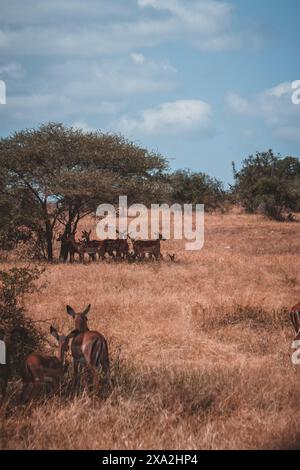 Eine Herde von Impalas sucht Schatten unter einem Akazienbaum in der weitläufigen Savanne des Kruger-Nationalparks Südafrika und fängt einen ruhigen Moment von diesen g ein Stockfoto