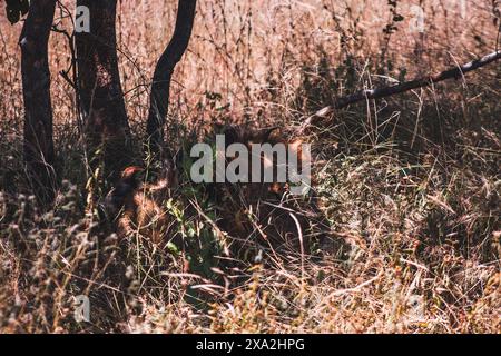 Ein Löwe schläft friedlich inmitten der hohen Gräser im Kruger-Nationalpark Südafrika, verschmilzt mit der natürlichen Umgebung und fängt die ruhige B ein Stockfoto