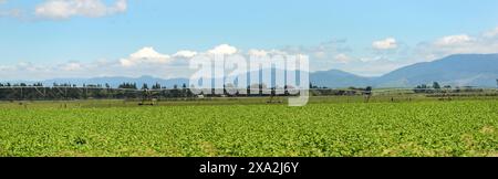 Wunderschöne Landschaften in den zentralen Regionen der nördlichen Insel Neuseelands. Stockfoto