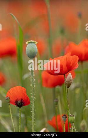 Nahaufnahme einer Mohnkapsel (Papaver) vor roten Mohnblüten und anderen Kapseln Stockfoto