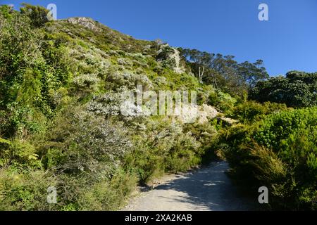 Wandern auf dem Mount Maunganui in Tauranga, Neuseeland. Stockfoto