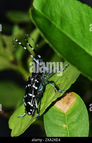 Ein erwachsener asiatischer Langhörnkäfer. Lamma Island, Hongkong. Stockfoto