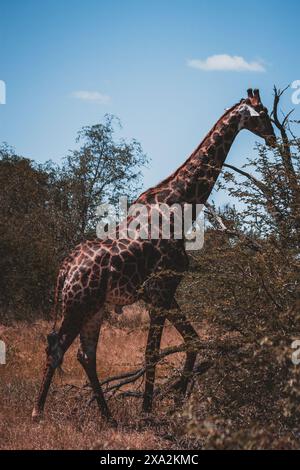 Eine hohe Giraffe spaziert anmutig zwischen den Bäumen im Kruger-Nationalpark Südafrika und hebt die Eleganz und einzigartigen Muster dieses sanften gian hervor Stockfoto