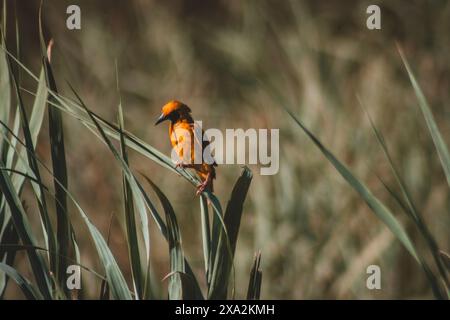 Dieses lebhafte Foto zeigt einen goldenen Webervogel, der anmutig auf einem Grashalm im Krüger-Nationalpark thront. Das auffällige gelbe Gefieder des Vogels c Stockfoto