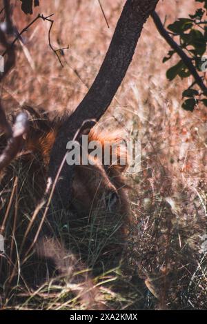 Eine Löwenmähne blickt durch die hohen Gräser und Bäume im Kruger-Nationalpark Südafrika und fängt die heimliche und majestätische Präsenz dieses Spitzenwerts ein Stockfoto