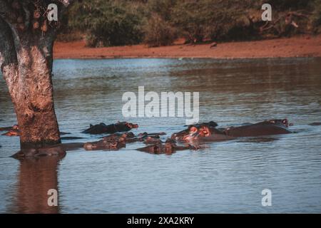 Ein ruhiges Bild einer Gruppe von Flusspferden, die teilweise im Wasser im Krüger-Nationalpark untergetaucht sind, perfekt für Wildtierdokumentationen und Naturliebhaber Stockfoto
