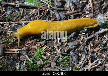 Detaillierte Nahaufnahme einer gelben, großen nordamerikanischen kalifornischen Bananenschnecke, Ariolimax californicus am Boden Stockfoto