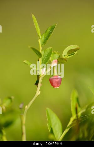 Die Blüte der europäischen Heidelbeere (Vaccinium myrtillus) im Frühjahr in einem Wald Stockfoto