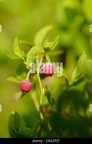 Die Blüte der europäischen Heidelbeere (Vaccinium myrtillus) im Frühjahr in einem Wald Stockfoto